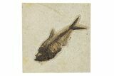Beautiful Fossil Fish (Diplomystus) - Wyoming #292439-1